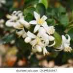 如何将hao123设置为手机浏览器的主页? m555f7lp