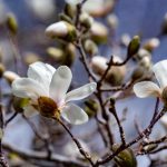 “探索字母‘W’在语言与文化中的多重意义” w5guqycs2u