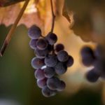 探索91啦九色蝌蚪的中文魅力与文化 6xxyp9f