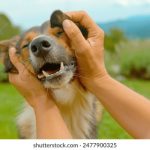 探秘Capehorn品牌背后的国家与文化 yjv99